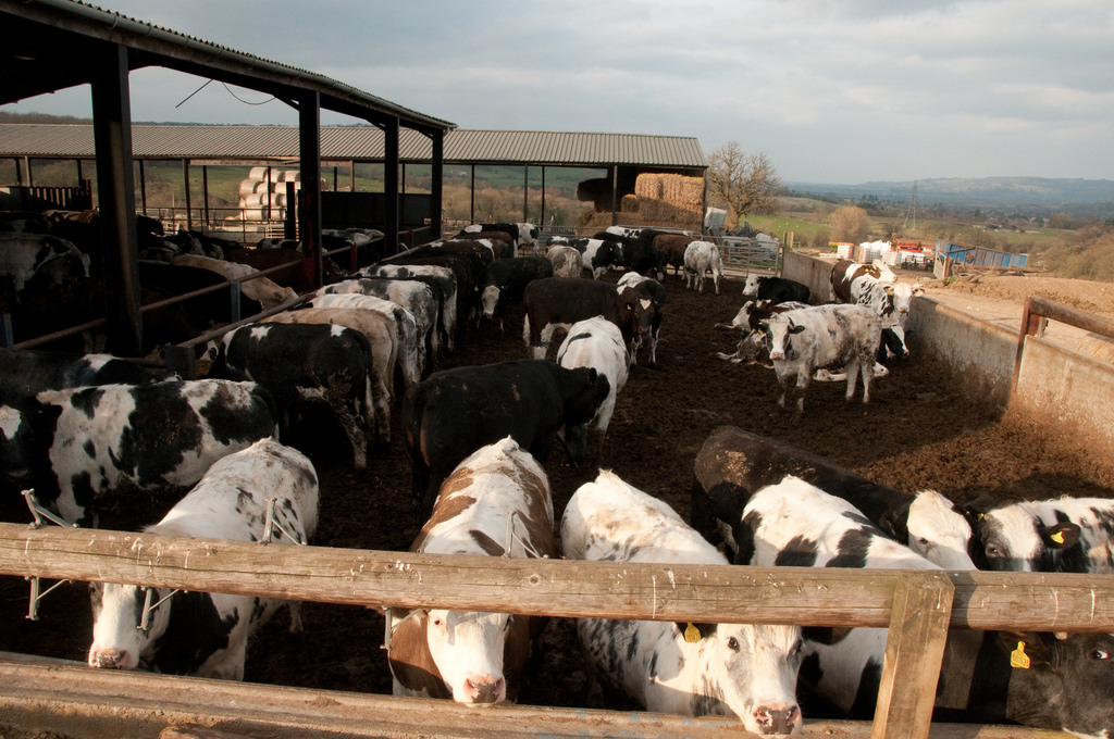 Animal Husbandry