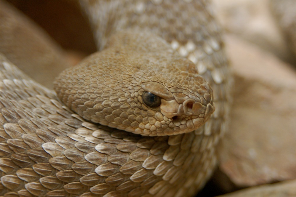 Snake