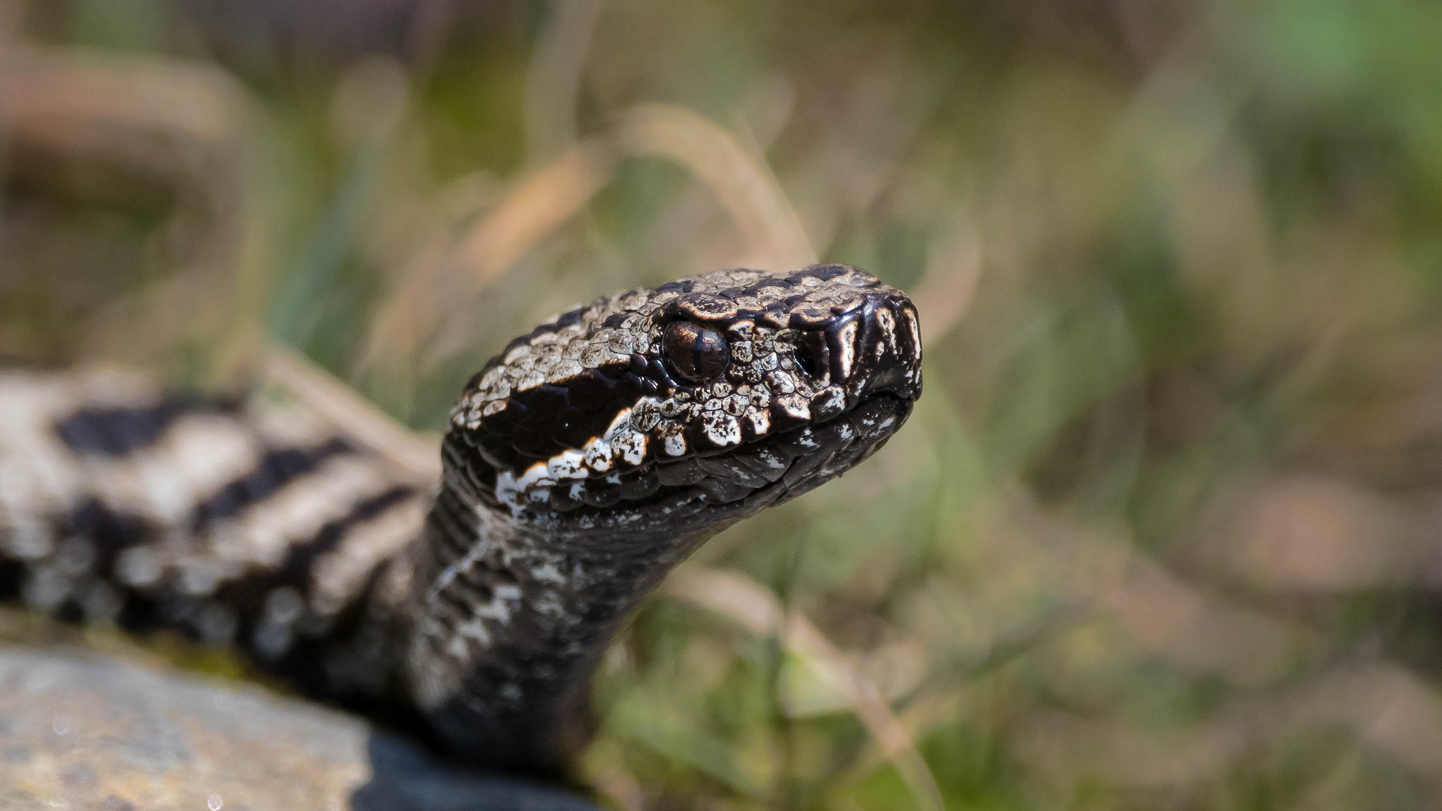 Snake bite