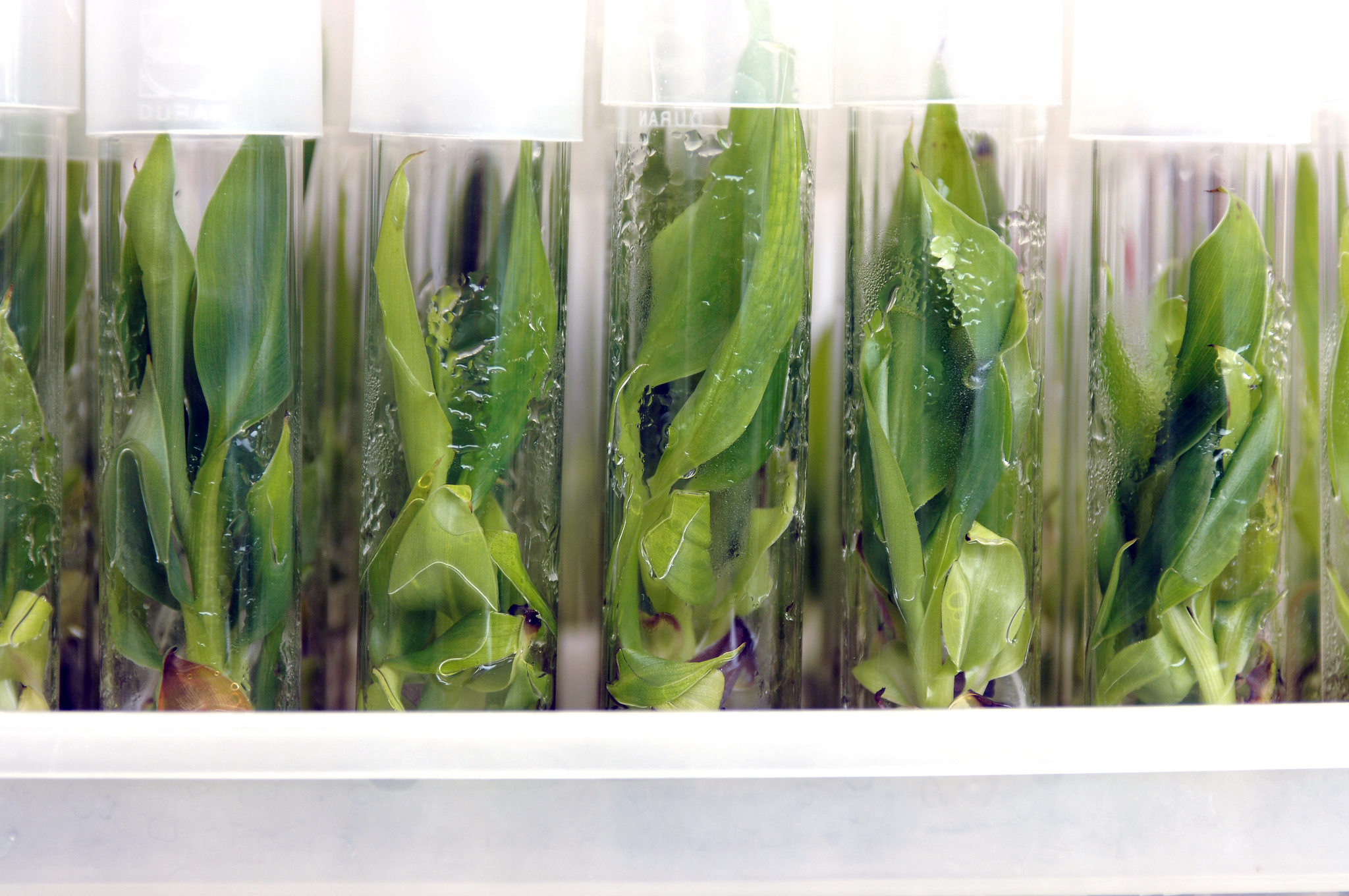 Plant breeding