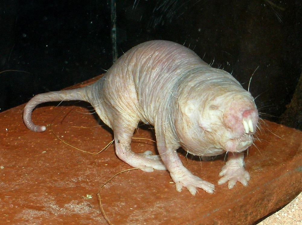 Mole rat 2